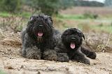 BOUVIER DES FLANDRES 192